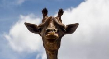 Girafa de 7 anos morre no Zoológico de Brasília